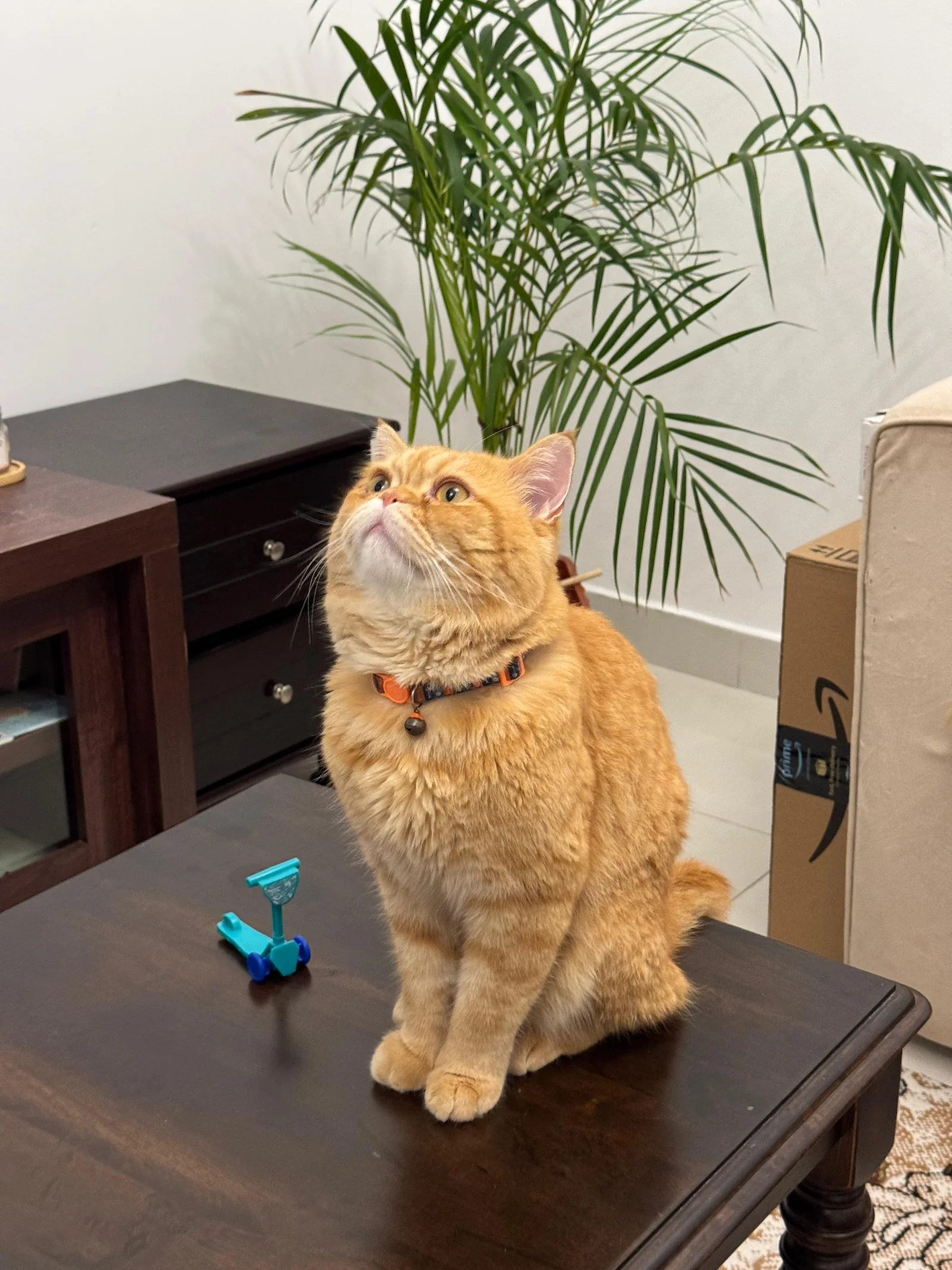 Cat Adoption in Delhi-Noida Region