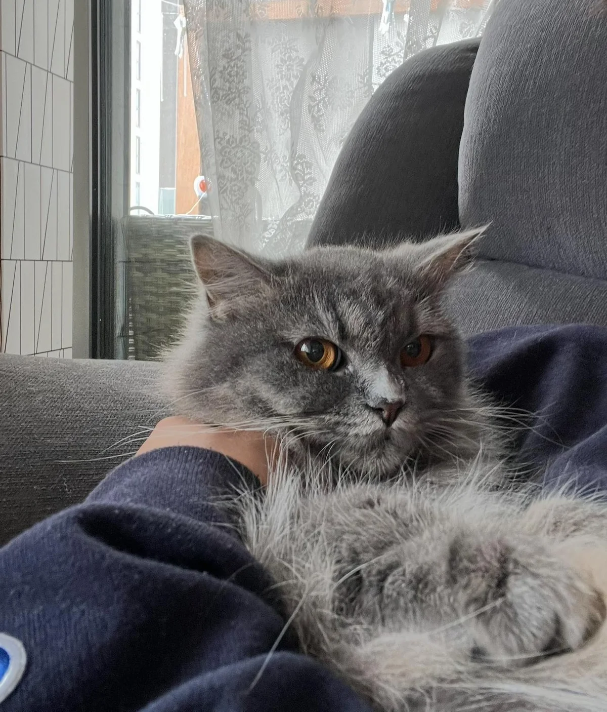 Gray